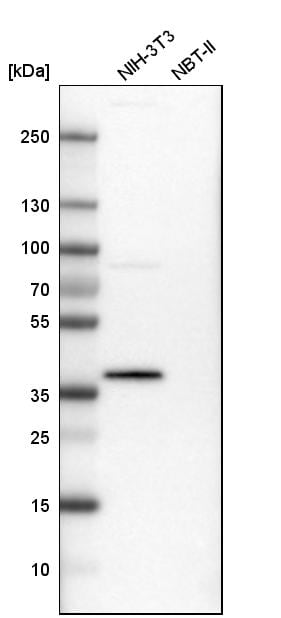 PBK Antibody - BSA Free Western Blot: PBK Antibody - BSA Free [NBP1-84342]