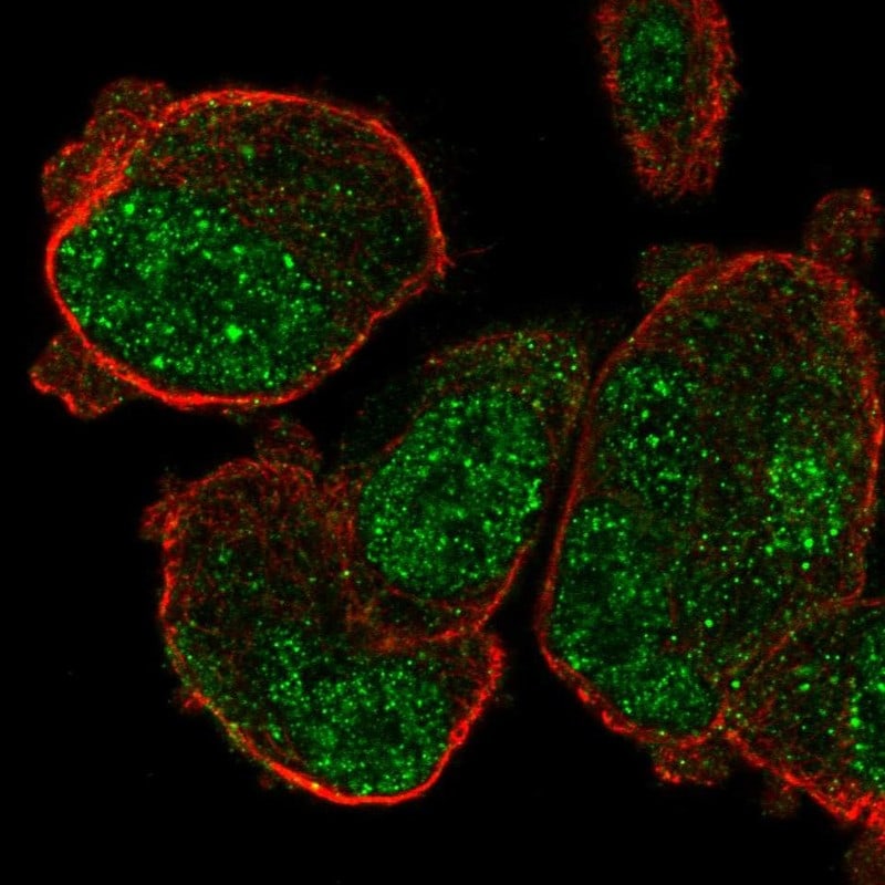 PASD1 Antibody - BSA Free Immunocytochemistry/ Immunofluorescence: PASD1 Antibody [NBP1-84345]