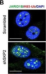 Lysine (K)-specific Demethylase 5B/KDM5B/JARID1B Antibody - BSA Free