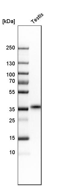 TEX101 Antibody - BSA Free Western Blot: TEX101 Antibody - BSA Free [NBP1-84357]