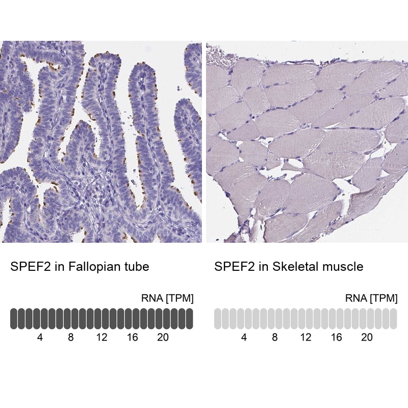 Sperm Flagellar 2 Antibody - BSA Free Immunohistochemistry-Paraffin: Sperm Flagellar 2 Antibody [NBP1-84361]