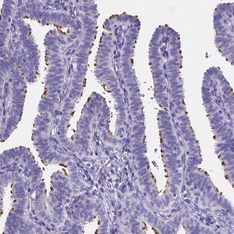 Sperm Flagellar 2 Antibody - BSA Free Immunohistochemistry-Paraffin: Sperm Flagellar 2 Antibody [NBP1-84361]