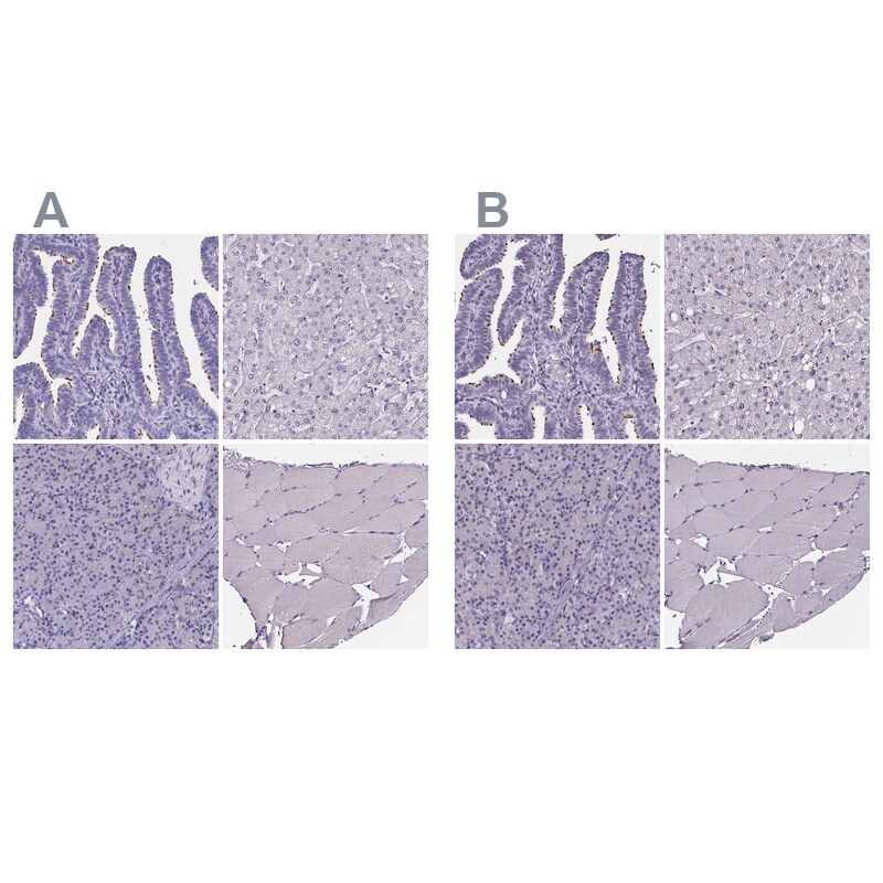 Sperm Flagellar 2 Antibody - BSA Free Immunohistochemistry-Paraffin: Sperm Flagellar 2 Antibody [NBP1-84361]