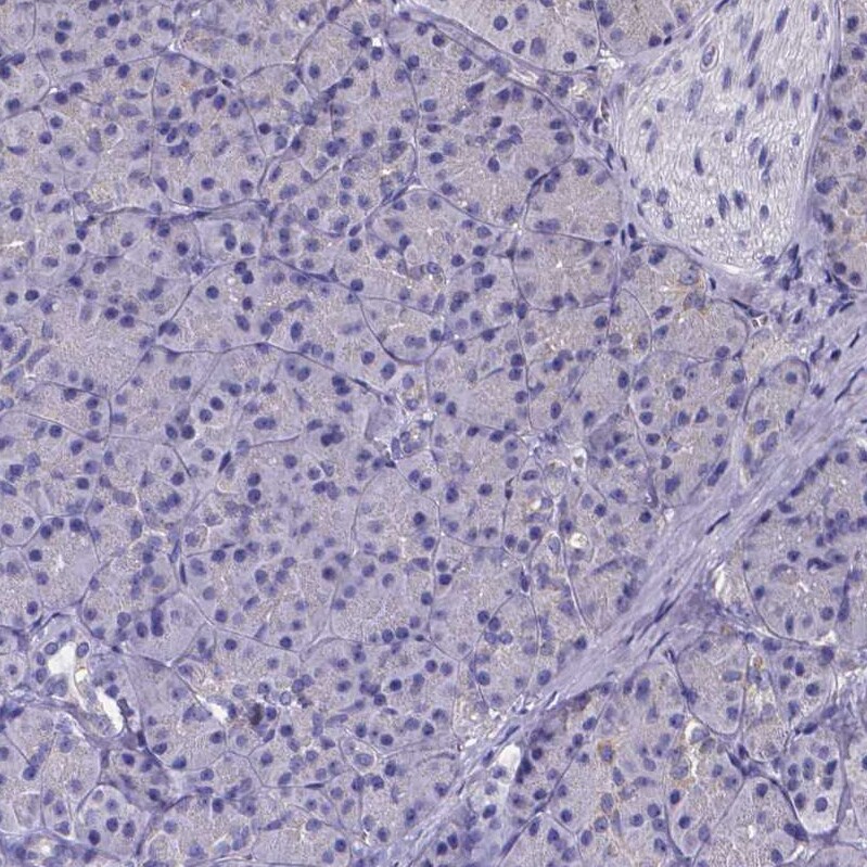 Sperm Flagellar 2 Antibody - BSA Free Immunohistochemistry-Paraffin: Sperm Flagellar 2 Antibody - BSA Free [NBP1-84361]