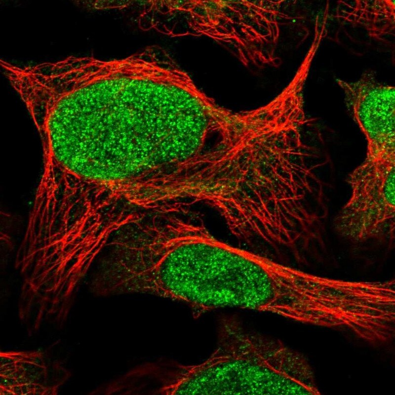 COPS7A Antibody - BSA Free Immunocytochemistry/ Immunofluorescence: COPS7A Antibody [NBP1-84369]