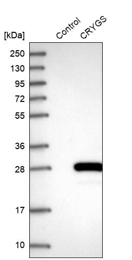 CRYGS Antibody - BSA Free Western Blot: CRYGS Antibody - BSA Free [NBP1-84375]