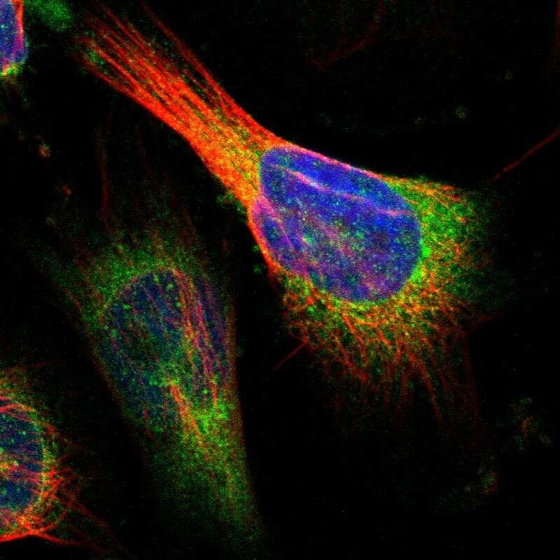 CLPTM1L Antibody - BSA Free Immunocytochemistry/ Immunofluorescence: CLPTM1L Antibody [NBP1-84378]