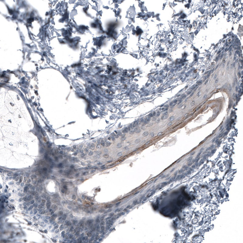 GADD45G Antibody - BSA Free Immunohistochemistry-Paraffin: GADD45G Antibody - BSA Free [NBP1-84385]