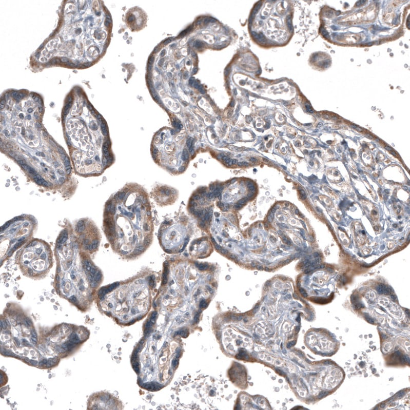 GADD45G Antibody - BSA Free Immunohistochemistry-Paraffin: GADD45G Antibody - BSA Free [NBP1-84385]