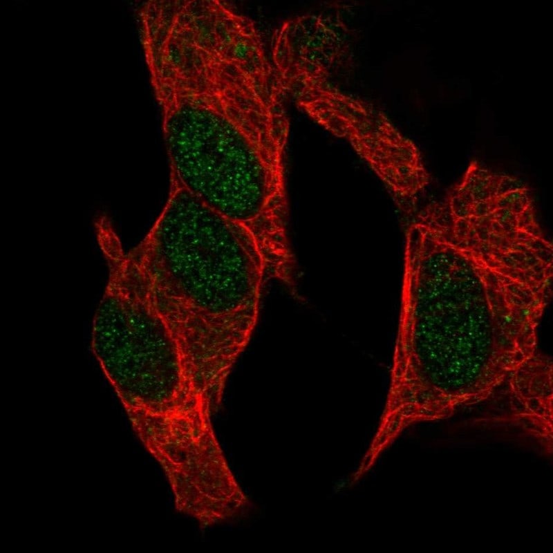 GADD45G Antibody - BSA Free Immunocytochemistry/ Immunofluorescence: GADD45G Antibody - BSA Free [NBP1-84385]