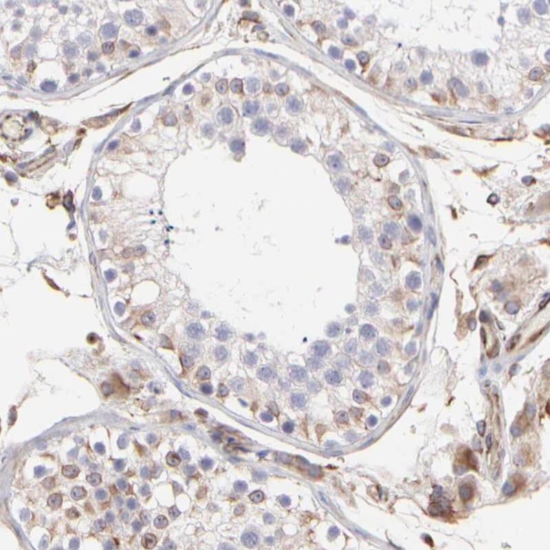 COX8C Antibody - BSA Free Immunohistochemistry-Paraffin: COX8C Antibody [NBP1-84400]