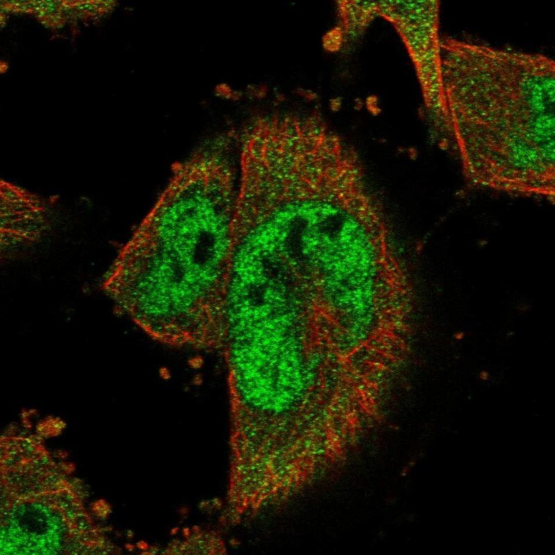 COPS8 Antibody - BSA Free Immunocytochemistry/ Immunofluorescence: COPS8 Antibody [NBP1-84407]