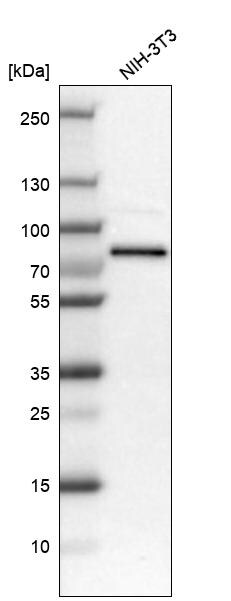 RBM14 Antibody - BSA Free Western Blot: RBM14 Antibody - BSA Free [NBP1-84416]