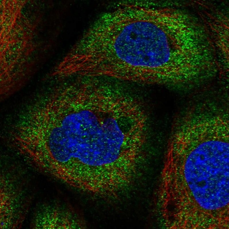 CNKSR1 Antibody - BSA Free Immunocytochemistry/ Immunofluorescence: CNKSR1 Antibody [NBP1-84420]