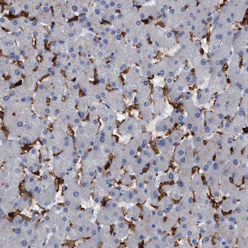 CD300a/LMIR1 Antibody - BSA Free Immunohistochemistry-Paraffin: CD300a/LMIR1 Antibody [NBP1-84431]
