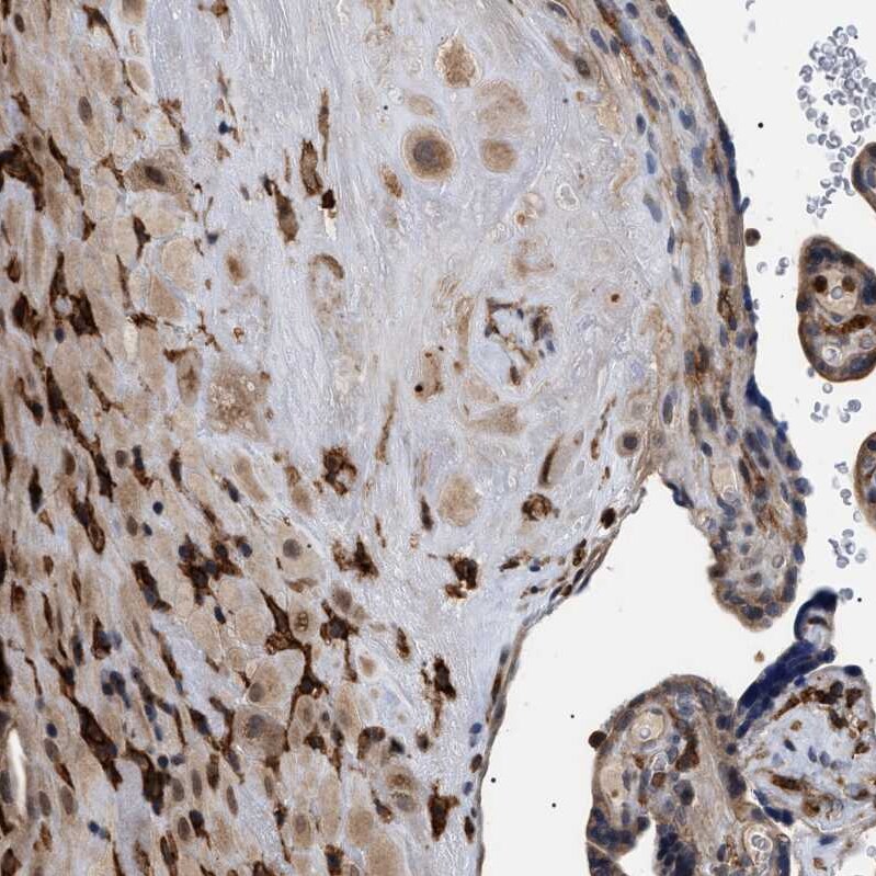 CD300a/LMIR1 Antibody - BSA Free Immunohistochemistry-Paraffin: CD300a/LMIR1 Antibody - BSA Free [NBP1-84431]