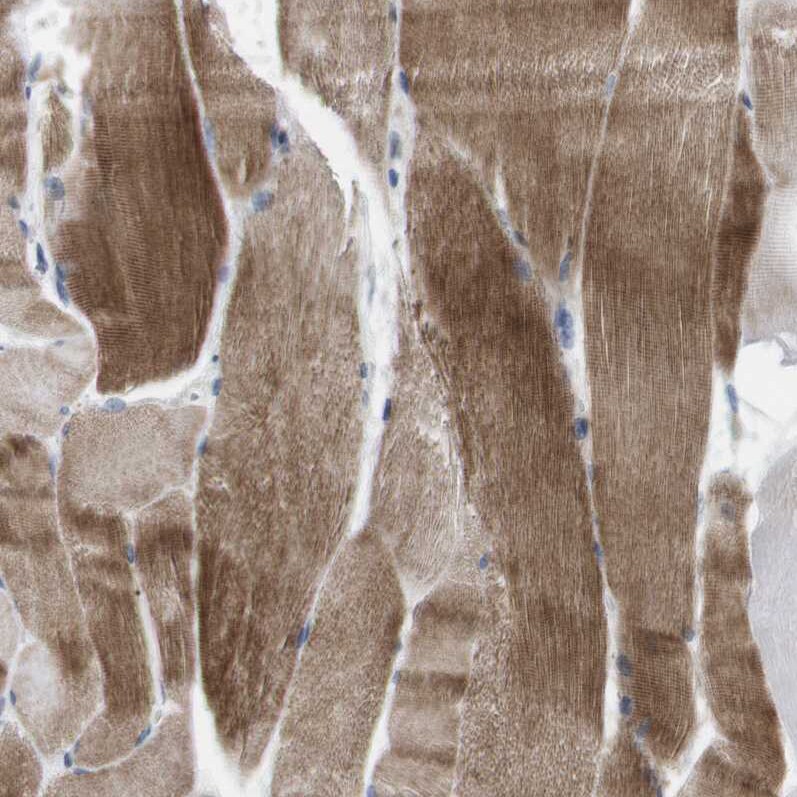 CD300c Antibody - BSA Free Immunohistochemistry-Paraffin: CD300c Antibody [NBP1-84432]
