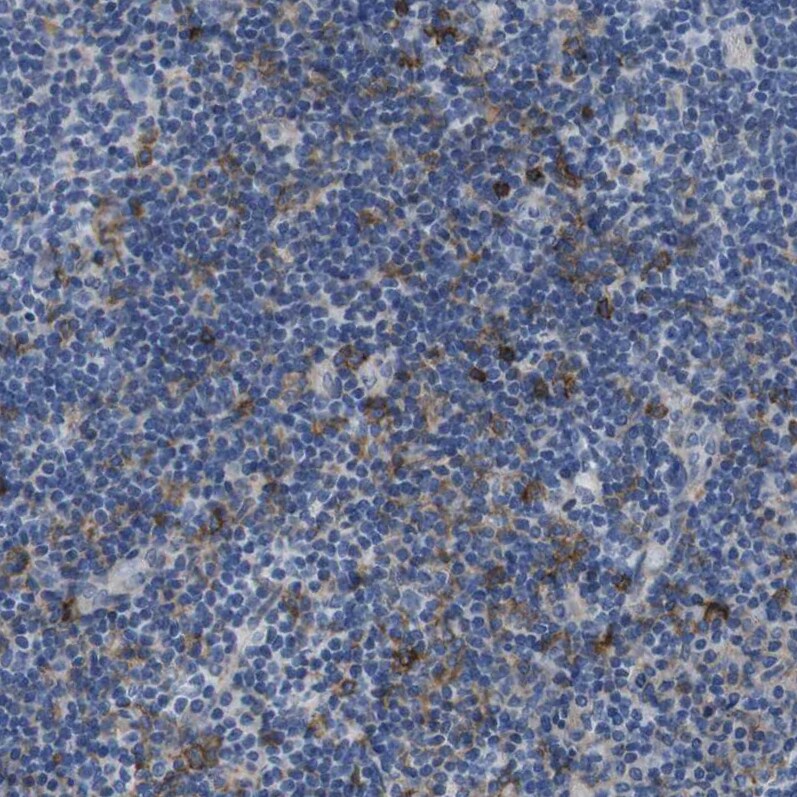 CD300c Antibody - BSA Free Immunohistochemistry-Paraffin: CD300c Antibody [NBP1-84432]