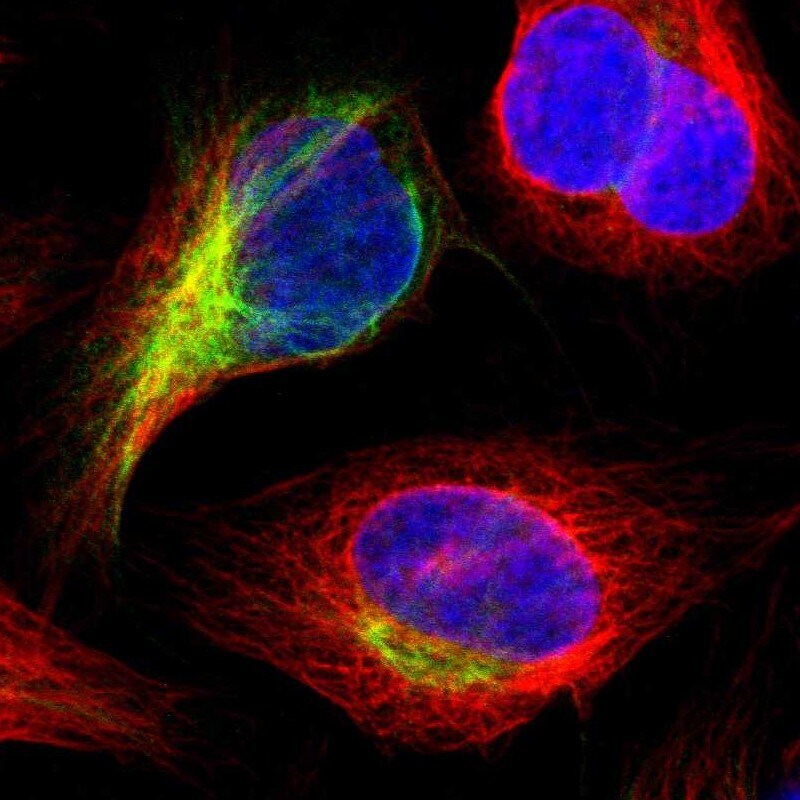 IGSF10 Antibody - BSA Free Immunocytochemistry/ Immunofluorescence: IGSF10 Antibody [NBP1-84435]