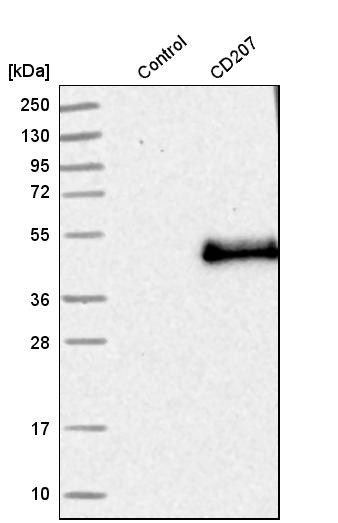 Langerin/CD207 Antibody - BSA Free Western Blot: Langerin/CD207 Antibody - BSA Free [NBP1-84448]