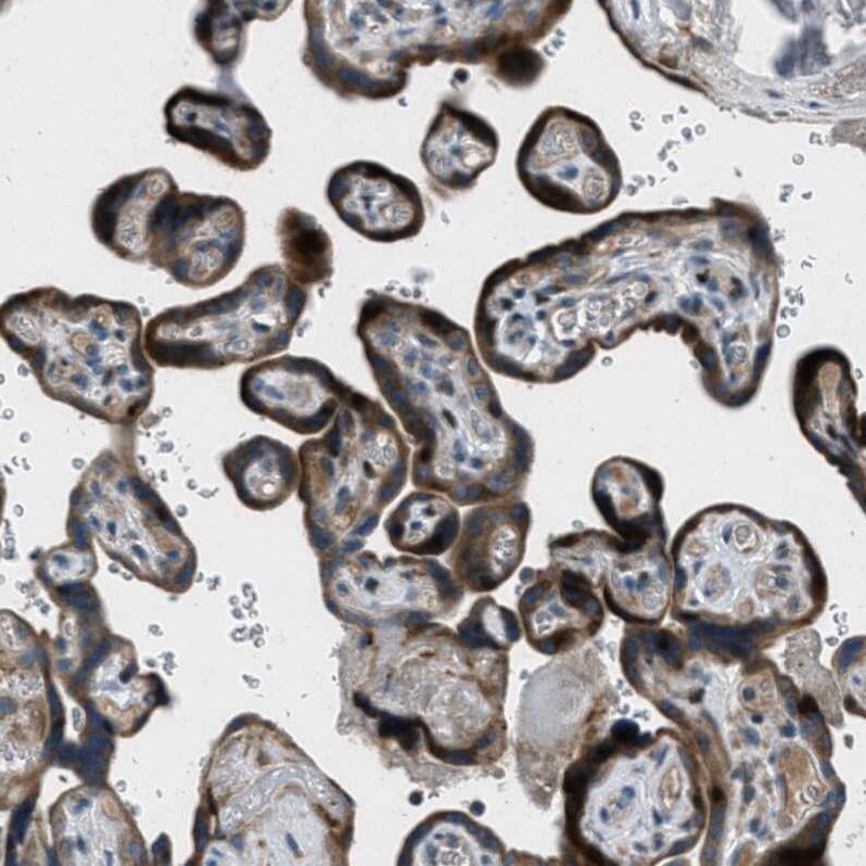 OCIL/CLEC2d Antibody - BSA Free Immunohistochemistry-Paraffin: OCIL/CLEC2d Antibody - BSA Free [NBP1-84455]