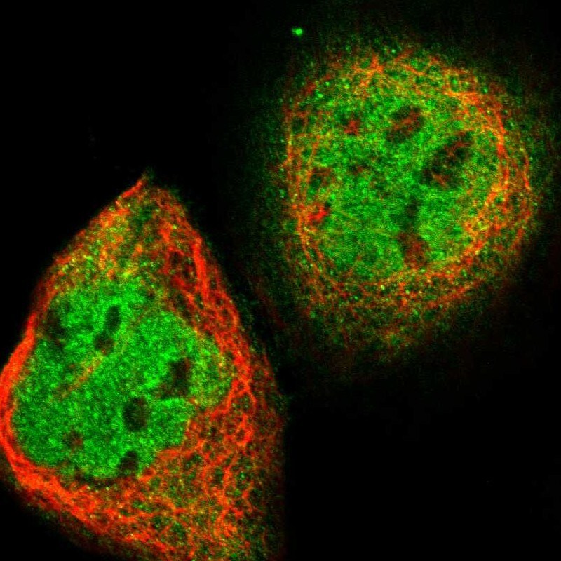 CIAO1 Antibody - BSA Free Immunocytochemistry/ Immunofluorescence: CIAO1 Antibody [NBP1-84474]