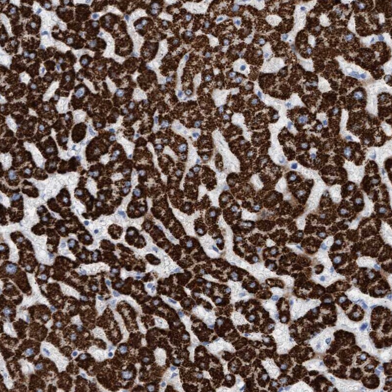 Mitochondrial fission regulator 1 Antibody - BSA Free Immunohistochemistry-Paraffin: Mitochondrial fission regulator 1 Antibody - BSA Free [NBP1-84480]