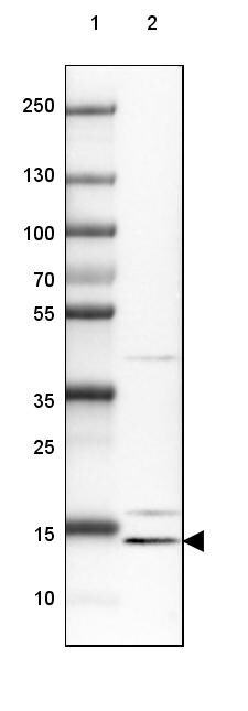 CRCP Antibody - BSA Free Western Blot: CRCP Antibody - BSA Free [NBP1-84495]