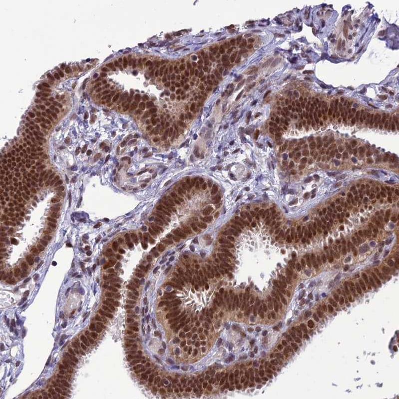 CLE7 homolog Antibody - BSA Free Immunohistochemistry-Paraffin: CLE7 homolog Antibody - BSA Free [NBP1-84498]