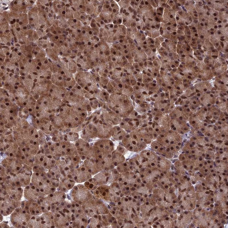 CLE7 homolog Antibody - BSA Free Immunohistochemistry-Paraffin: CLE7 homolog Antibody - BSA Free [NBP1-84498]