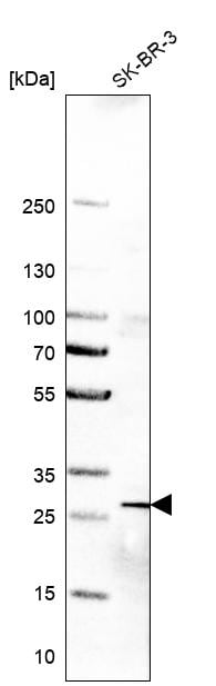 CLE7 homolog Antibody - BSA Free Western Blot: CLE7 homolog Antibody - BSA Free [NBP1-84498]
