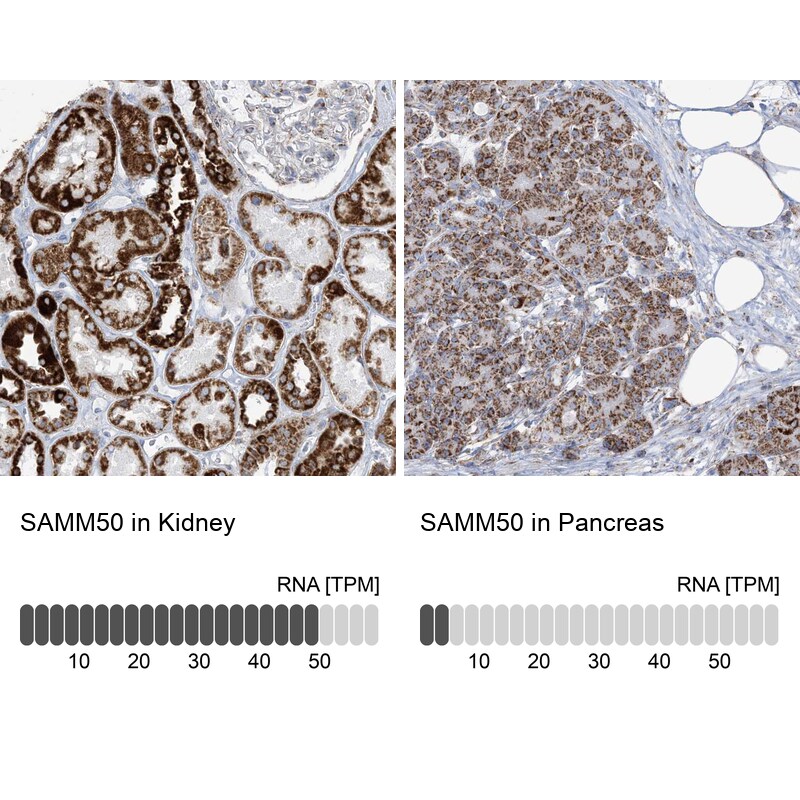 SAMM50 Antibody - BSA Free Immunohistochemistry-Paraffin: SAMM50 Antibody - BSA Free [NBP1-84509]
