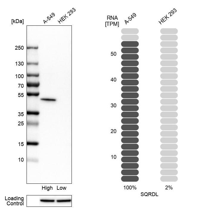 SQRDL Antibody - BSA Free Western Blot: SQRDL Antibody - BSA Free [NBP1-84510]