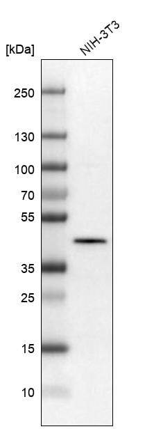 SQRDL Antibody - BSA Free Western Blot: SQRDL Antibody - BSA Free [NBP1-84510]
