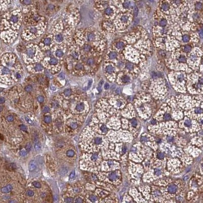 AMDHD2 Antibody - BSA Free Immunohistochemistry-Paraffin: AMDHD2 Antibody [NBP1-84515]