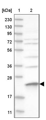 MRPS23 Antibody - BSA Free Western Blot: MRPS23 Antibody - BSA Free [NBP1-84518]