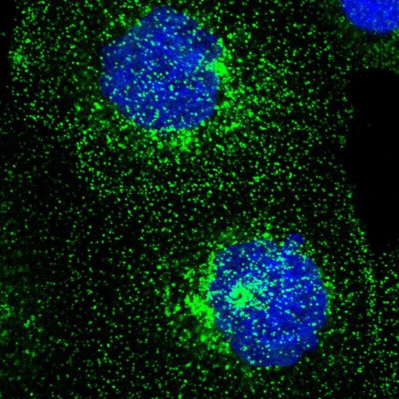 M-CSFR/CD115 Antibody - BSA Free Immunocytochemistry/ Immunofluorescence: M-CSFR/CD115 Antibody - BSA Free [NBP1-84532]