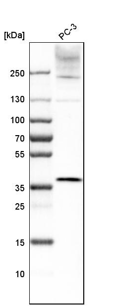 LASS2 Antibody - BSA Free Western Blot: LASS2 Antibody - BSA Free [NBP1-84537]
