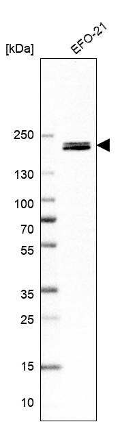 ARAP3 Antibody - BSA Free Western Blot: ARAP3 Antibody - BSA Free [NBP1-84541]