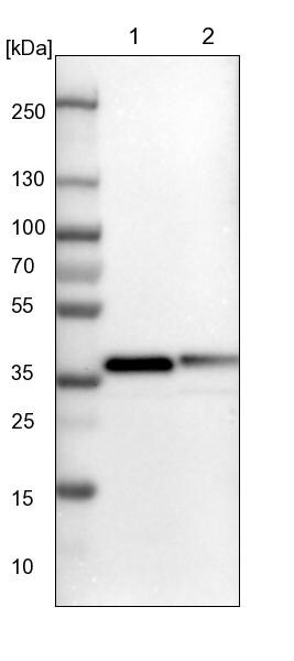 GULP1/CED-6 Antibody - BSA Free Western Blot: GULP1/CED-6 Antibody - BSA Free [NBP1-84553]