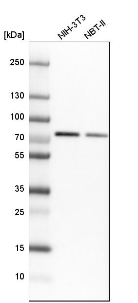 hnRNP M1-M4 Antibody - BSA Free Western Blot: hnRNP M1-M4 Antibody - BSA Free [NBP1-84555]
