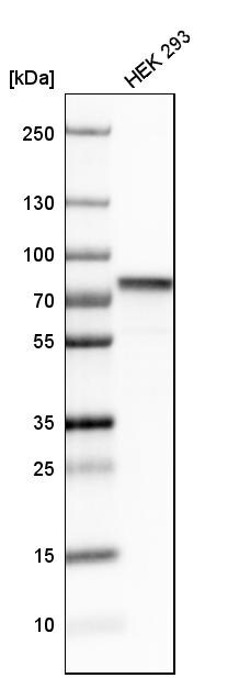 hnRNP M1-M4 Antibody - BSA Free Western Blot: hnRNP M1-M4 Antibody - BSA Free [NBP1-84555]