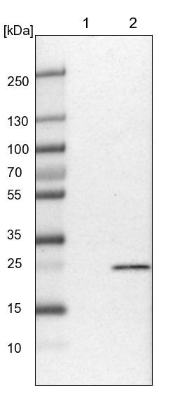 NT5C Antibody - BSA Free Western Blot: NT5C Antibody - BSA Free [NBP1-84564]