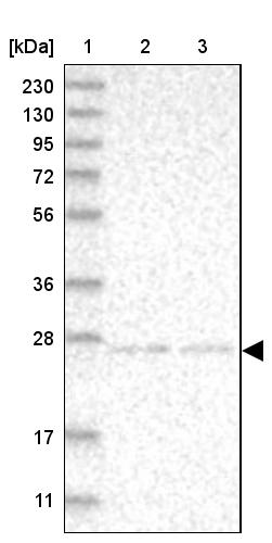 NT5C Antibody - BSA Free Western Blot: NT5C Antibody - BSA Free [NBP1-84564]