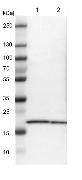 MPDU1 Antibody - BSA Free Western Blot: MPDU1 Antibody - BSA Free [NBP1-84570]