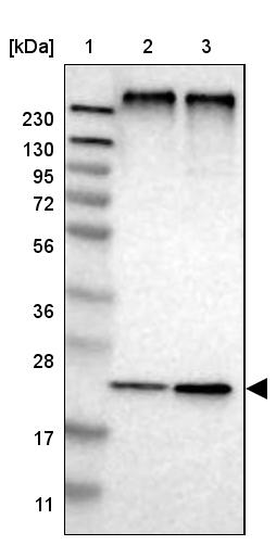 MPDU1 Antibody - BSA Free Western Blot: MPDU1 Antibody - BSA Free [NBP1-84570]