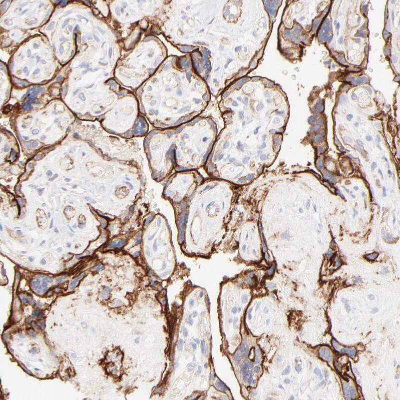 Integrin alpha 5/CD49e Antibody - BSA Free Immunohistochemistry-Paraffin: Integrin alpha 5/CD49e Antibody [NBP1-84576]