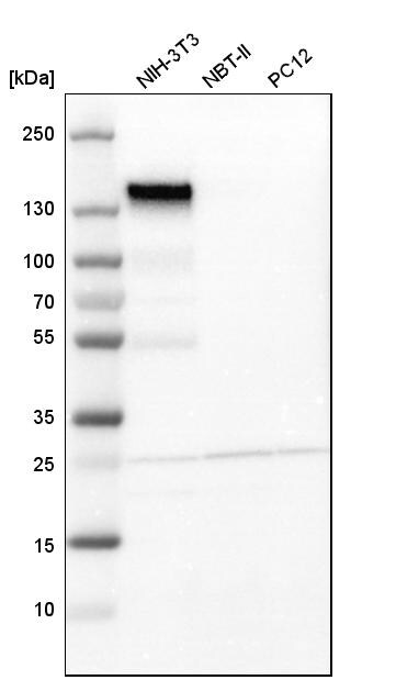 Integrin alpha 5/CD49e Antibody - BSA Free Western Blot: Integrin alpha 5/CD49e Antibody - BSA Free [NBP1-84576]