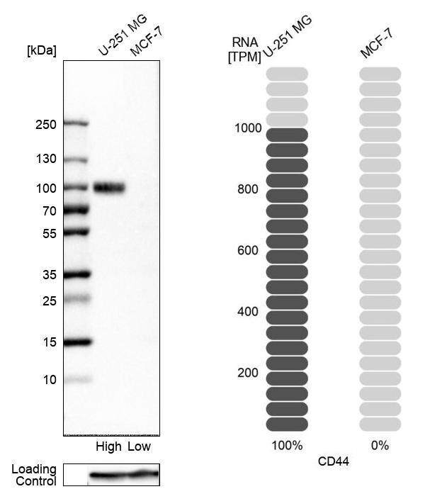 CD44 Antibody - BSA Free Western Blot: CD44 Antibody - BSA Free [NBP1-84578]