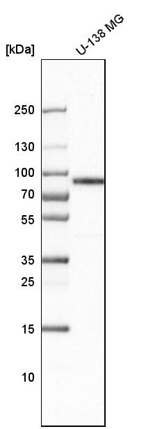 LIMPII/SR-B2 Antibody - BSA Free Western Blot: LIMPII/SR-B2 Antibody - BSA Free [NBP1-84583]